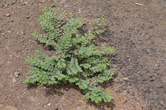 Ziziphus nummularia